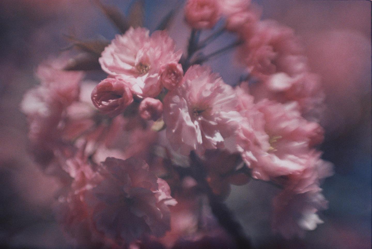 A cluster of pink cherry blossoms is shown in a soft focus close-up.