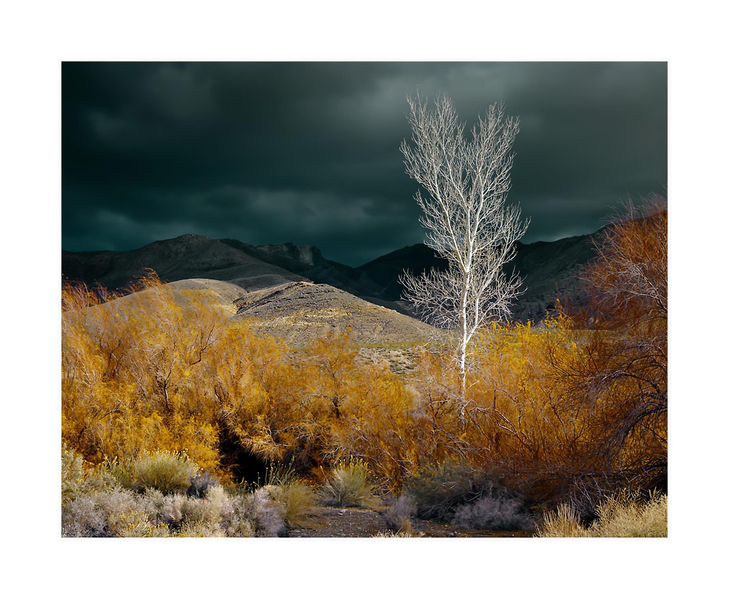 A lone white tree stands out against a dark, cloudy sky and a landscape of golden bushes and mountains.