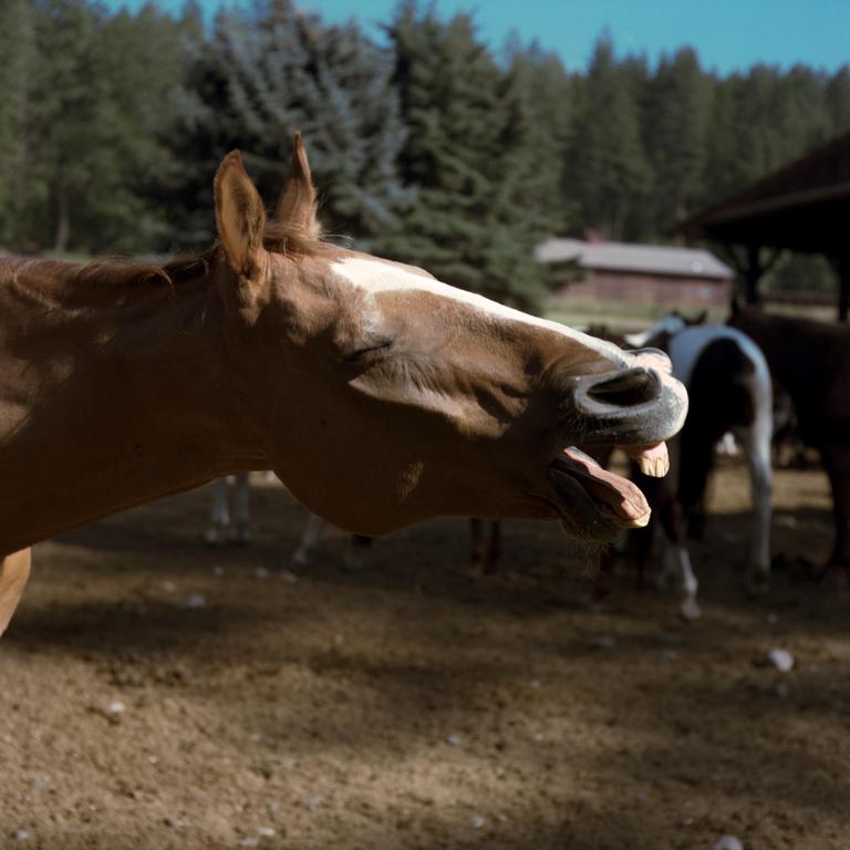 A horse with its mouth open and tongue out stands in a dirt field with trees in the background.