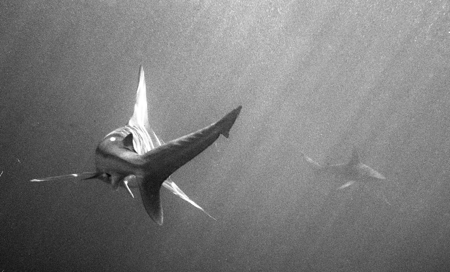 Two sharks swim in murky water, with one shark in the foreground and another in the background.