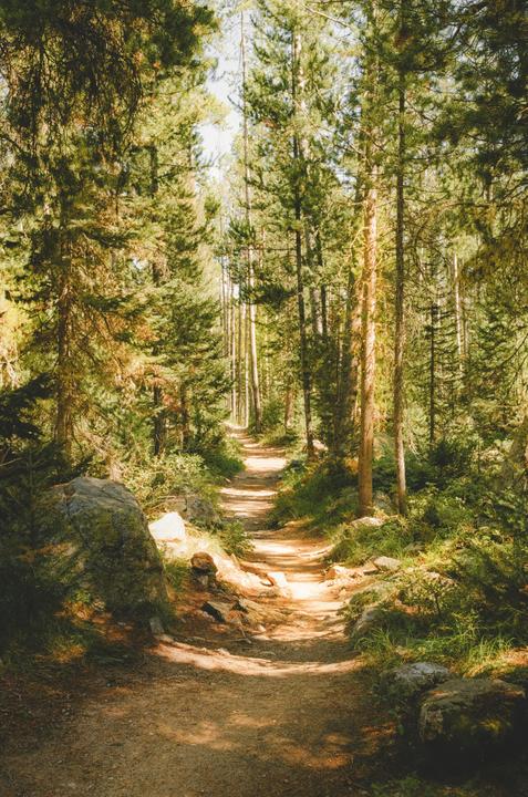A narrow dirt path winds through a dense forest of tall pine trees.
