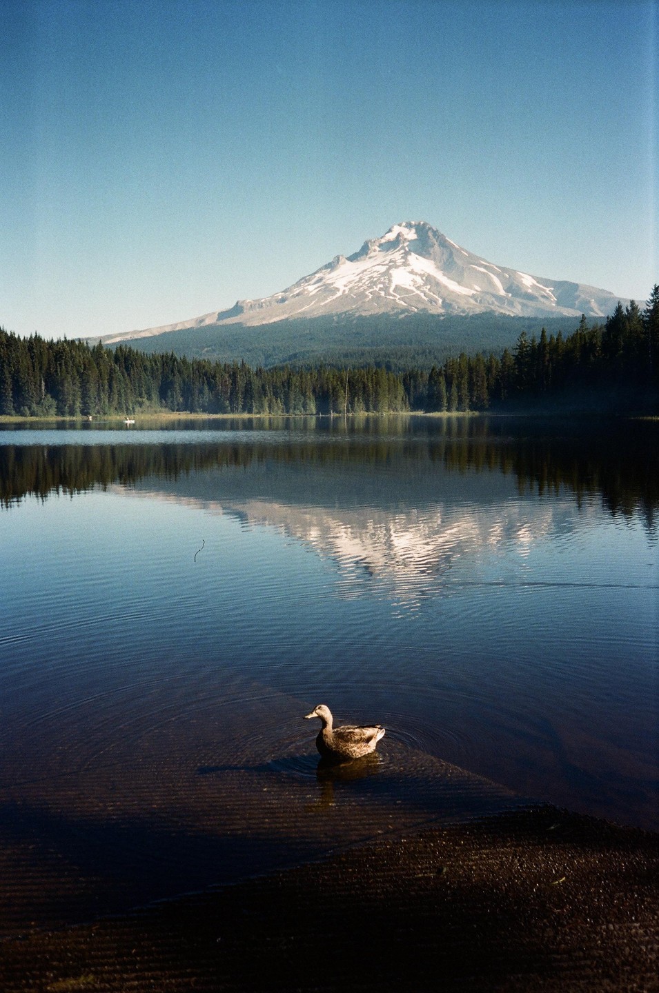 A duck swims in a lake with a snow-capped mountain and a forest in the background, reflected in the water.
