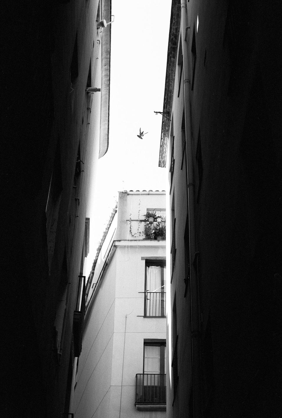 A bird flies between two tall buildings in a narrow alley.