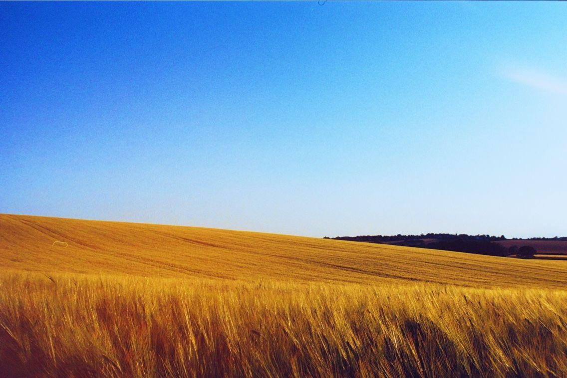 A golden field of wheat stretches under a clear blue sky.