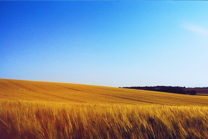 A golden field of wheat stretches under a clear blue sky.
