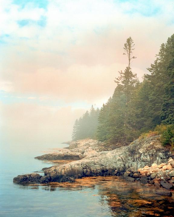 A rocky coastline with pine trees is shrouded in morning mist.