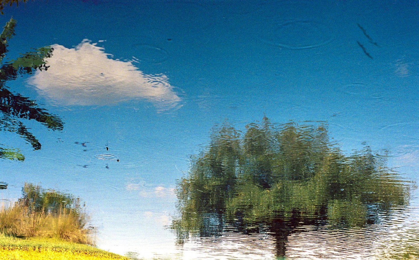 A tree, cloud, and grass are reflected in rippling water.