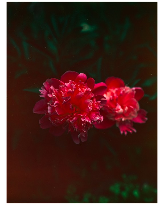 Two vibrant pink peonies are in full bloom against a dark, out-of-focus background.