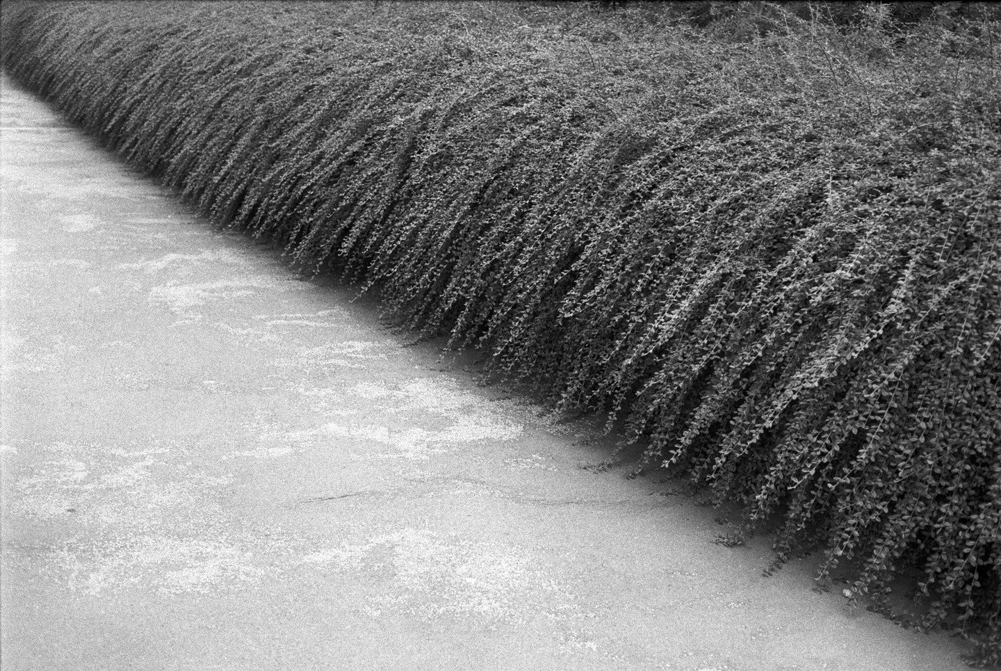 A long, dense hedge of small-leafed plants curves alongside a light-colored path.