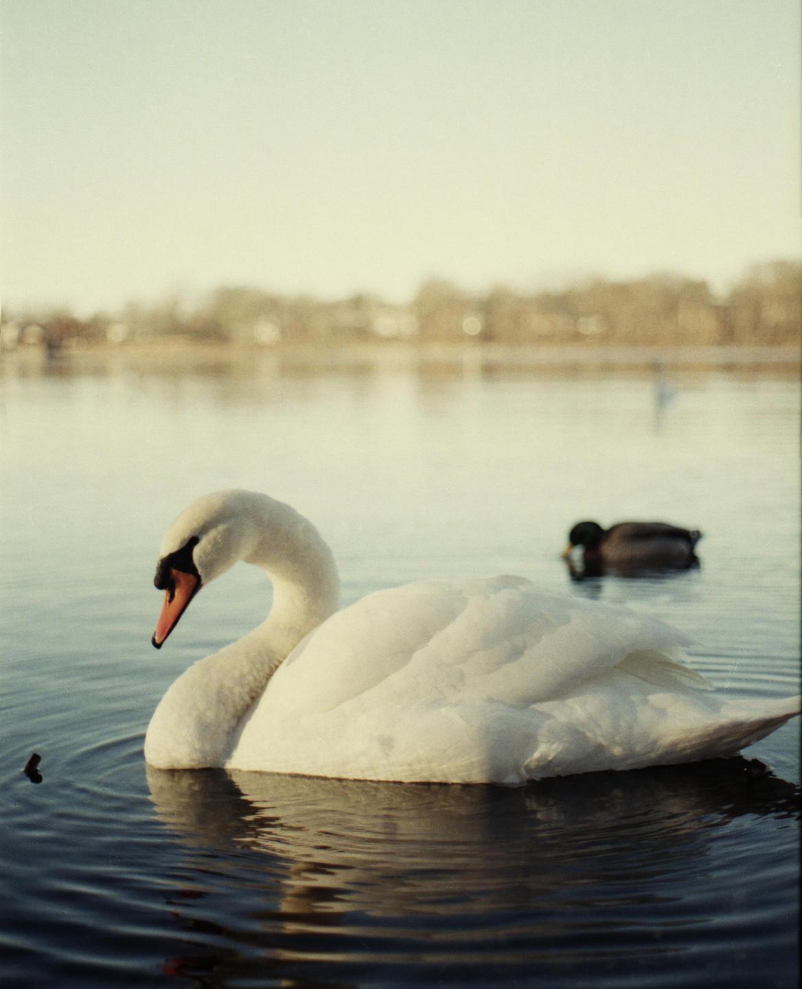 A white swan floats on water with a duck in the background.