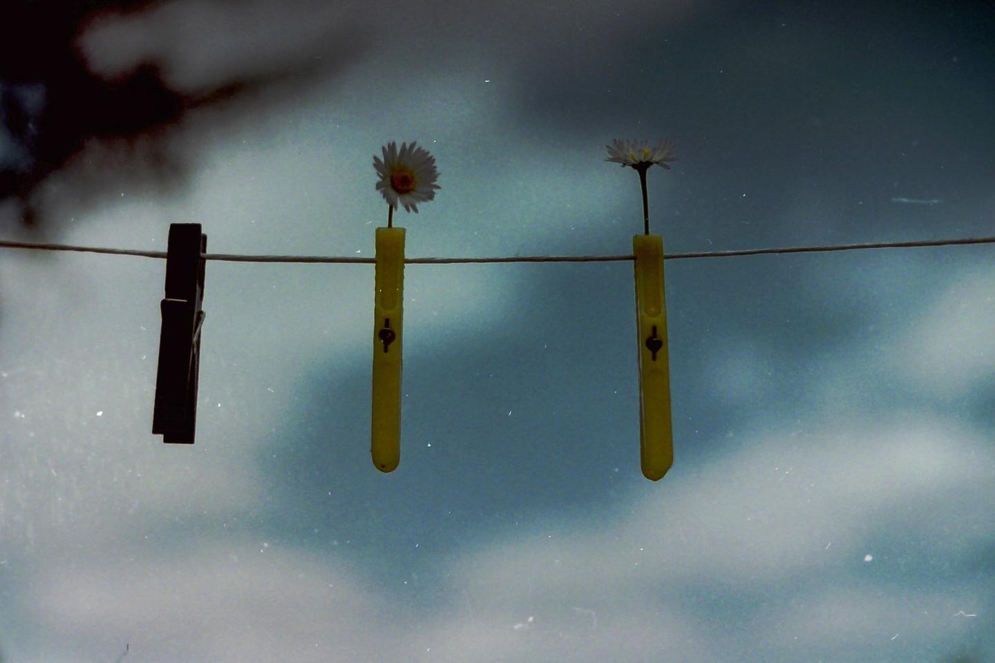 Two daisies are held by yellow clothespins on a clothesline, with a dark clothespin to the left, against a cloudy sky.