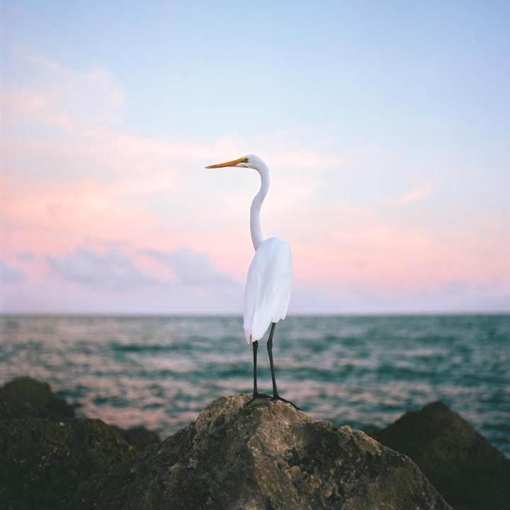 A white egret stands on a rock with the ocean and a colorful sky in the background.