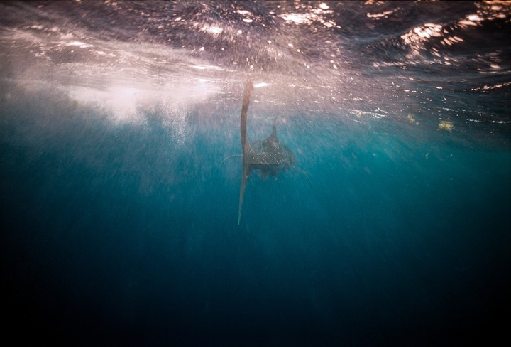 A whale shark swims underwater with light filtering from the surface.