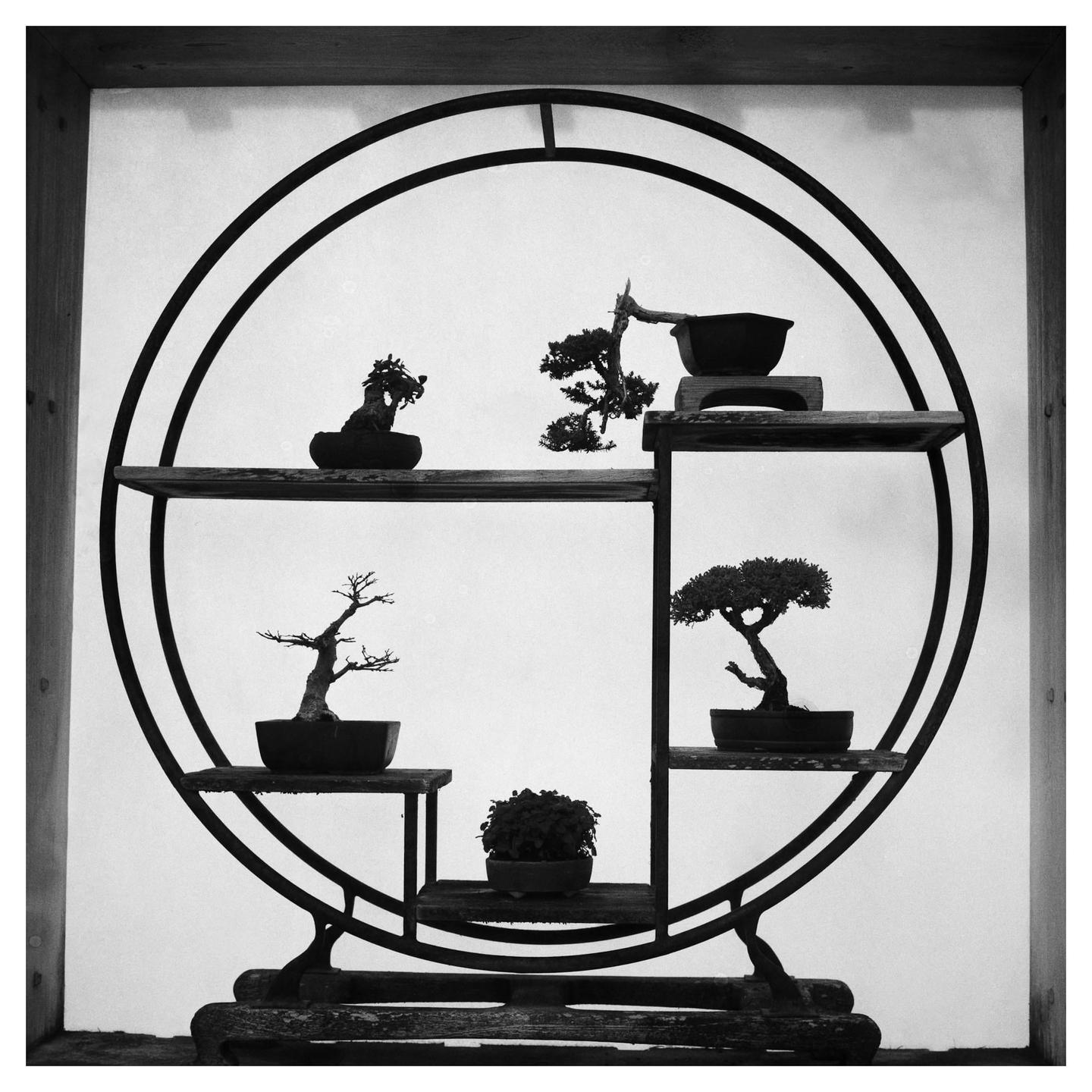 A circular shelf holds five bonsai trees of various sizes.