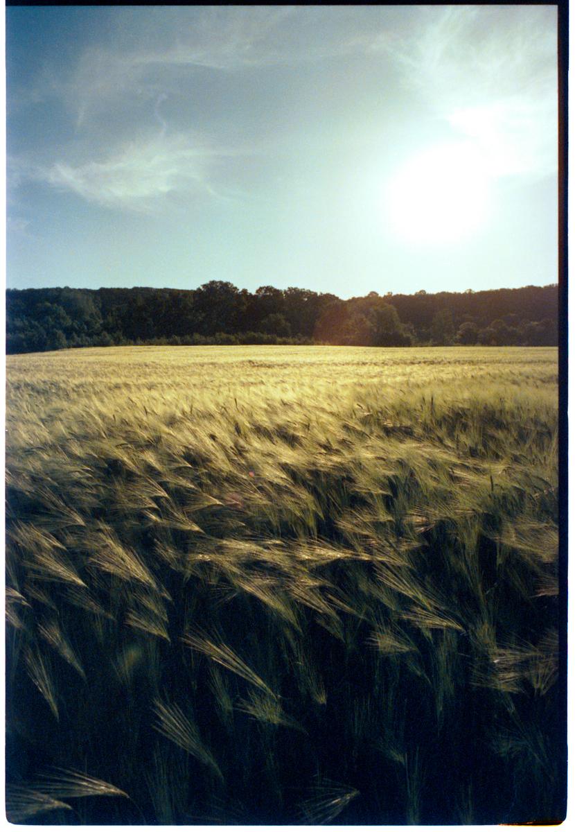 A field of grain with a forest in the background is illuminated by the sun.