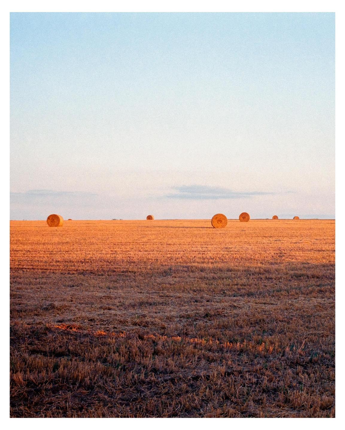 A field of hay bales stretches into the distance under a clear sky.