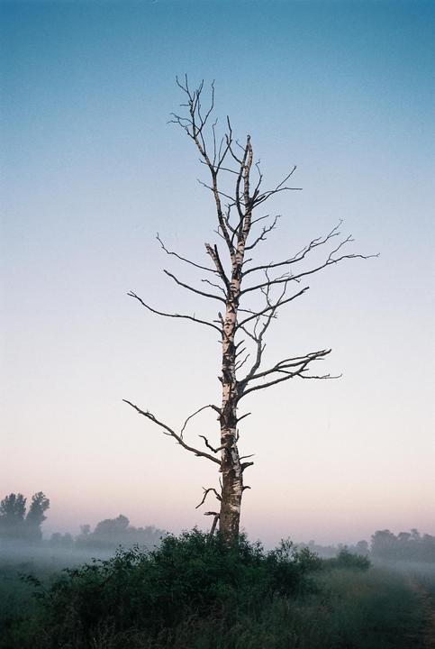 A bare tree stands in a misty field at dawn.