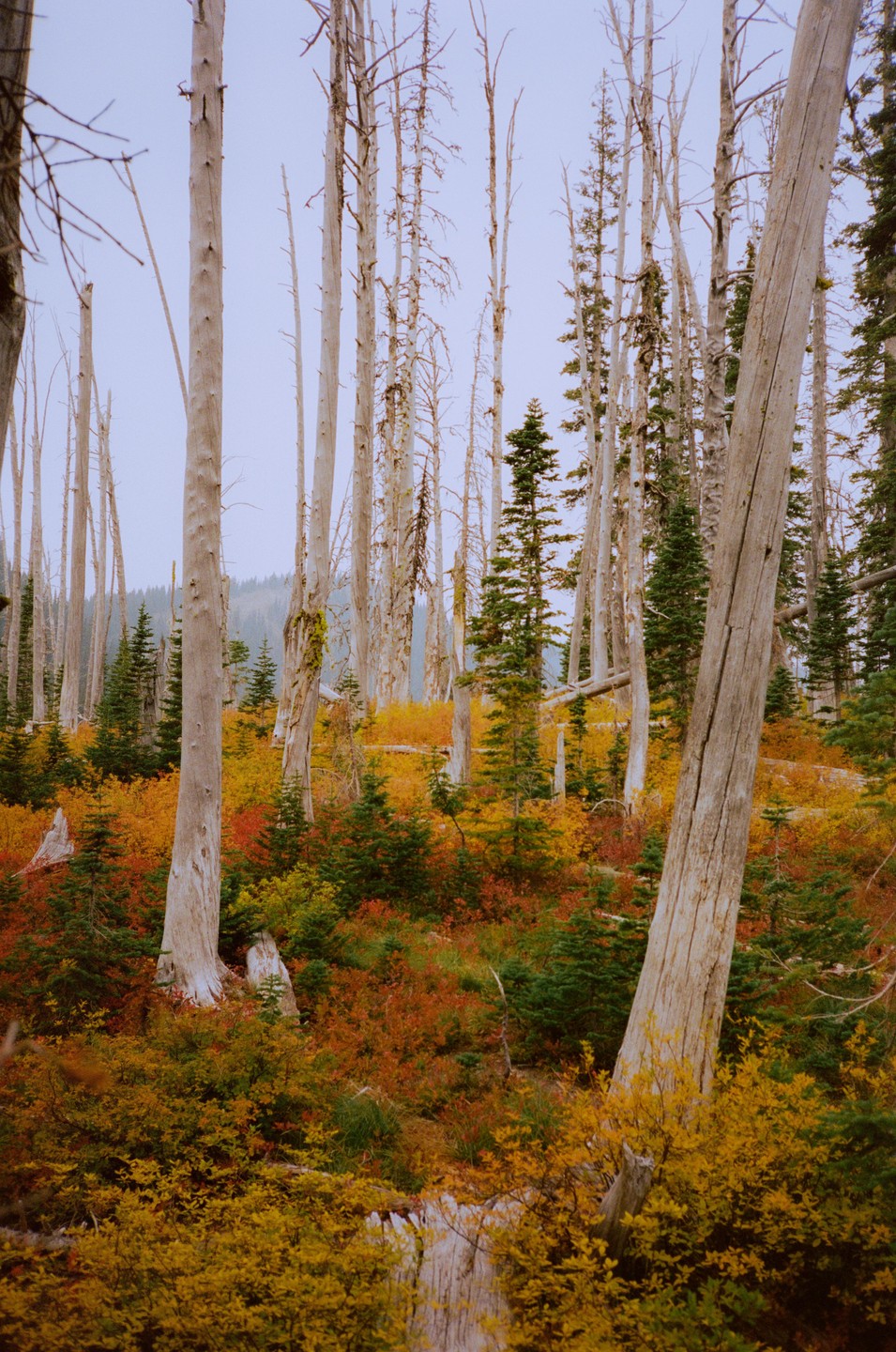A forest of tall, bare trees stands among vibrant autumn foliage and smaller green trees.
