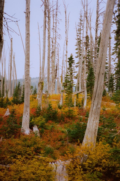 A forest of tall, bare trees stands among vibrant autumn foliage and smaller green trees.