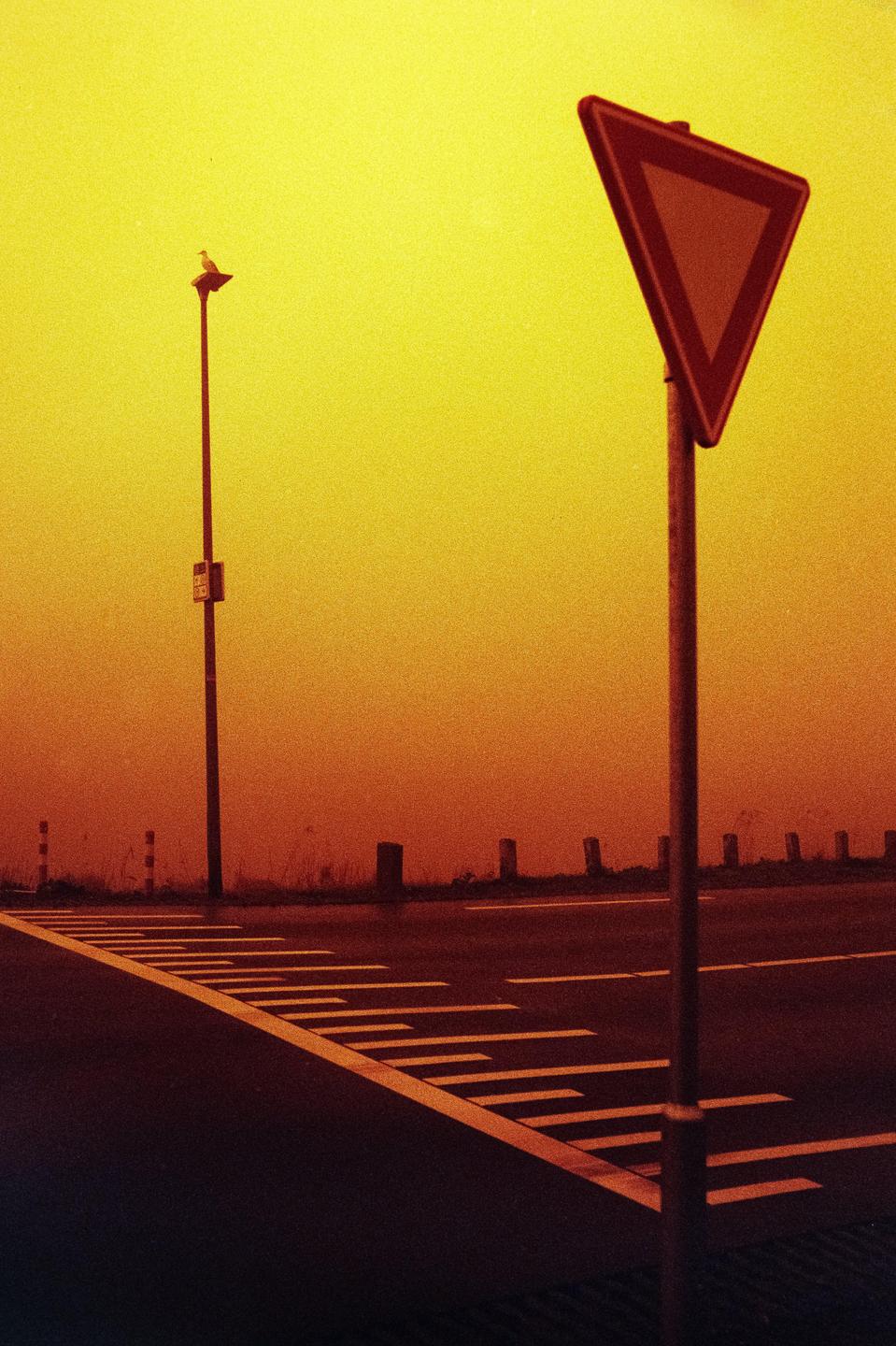 A bird sits atop a street light next to a yield sign and a road with painted lines.