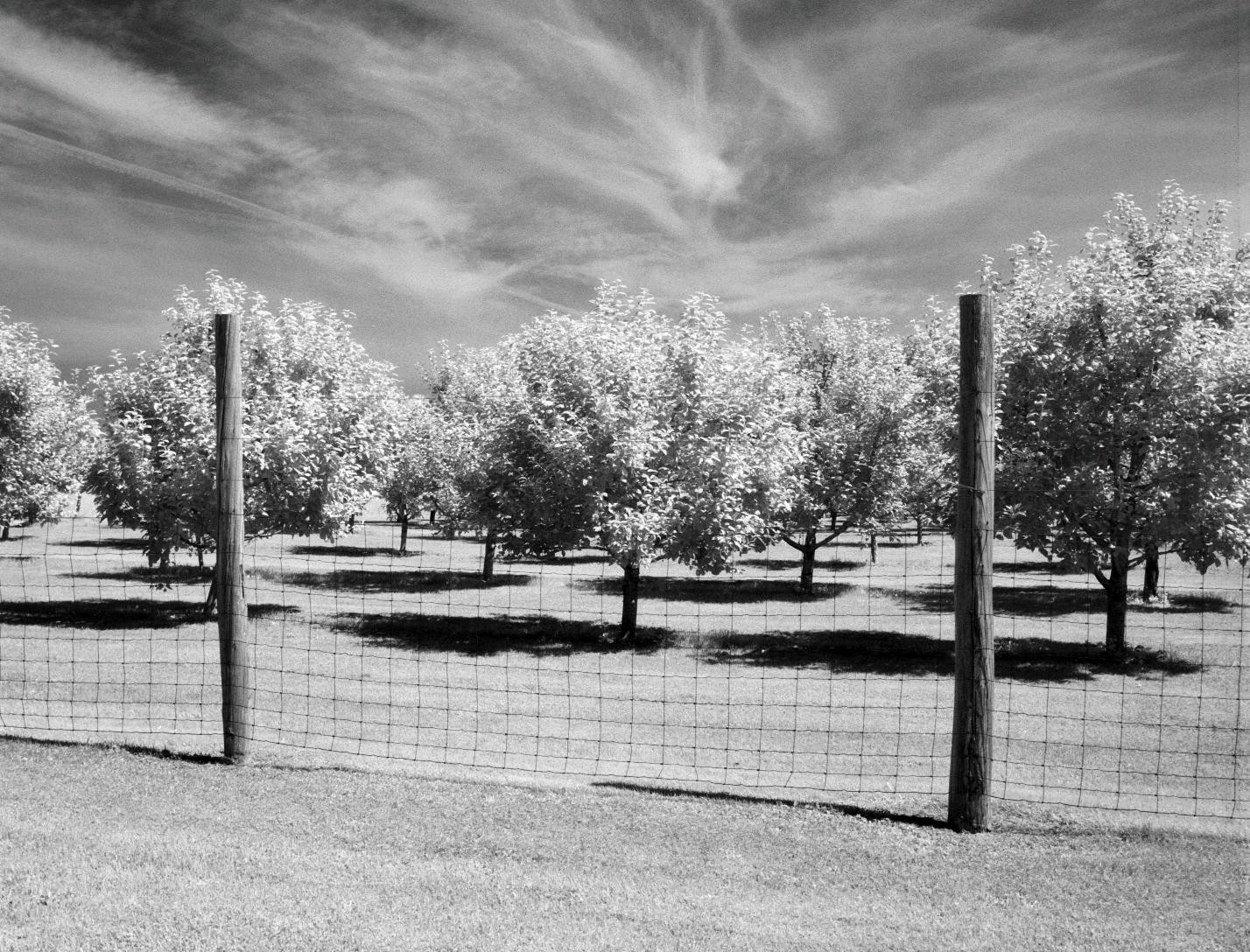 A fence stands in front of an apple orchard under a cloudy sky.