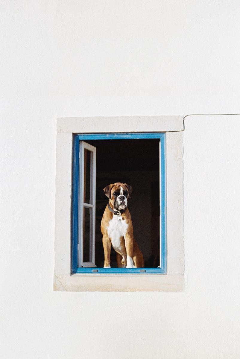 A boxer dog sits in a window with blue trim, looking out.