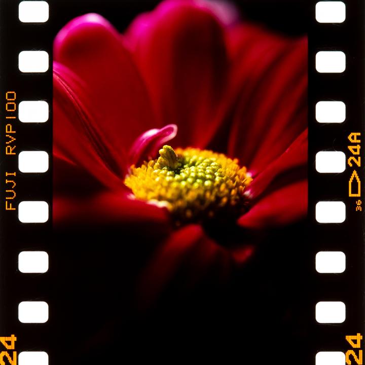 A close-up shot shows the vibrant red petals and yellow center of a flower.