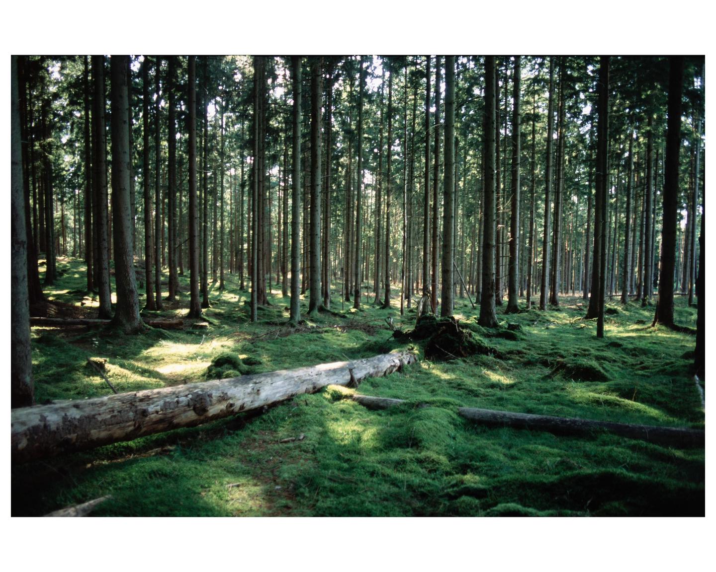 Sunlight filters through tall trees onto a mossy forest floor with a fallen log.