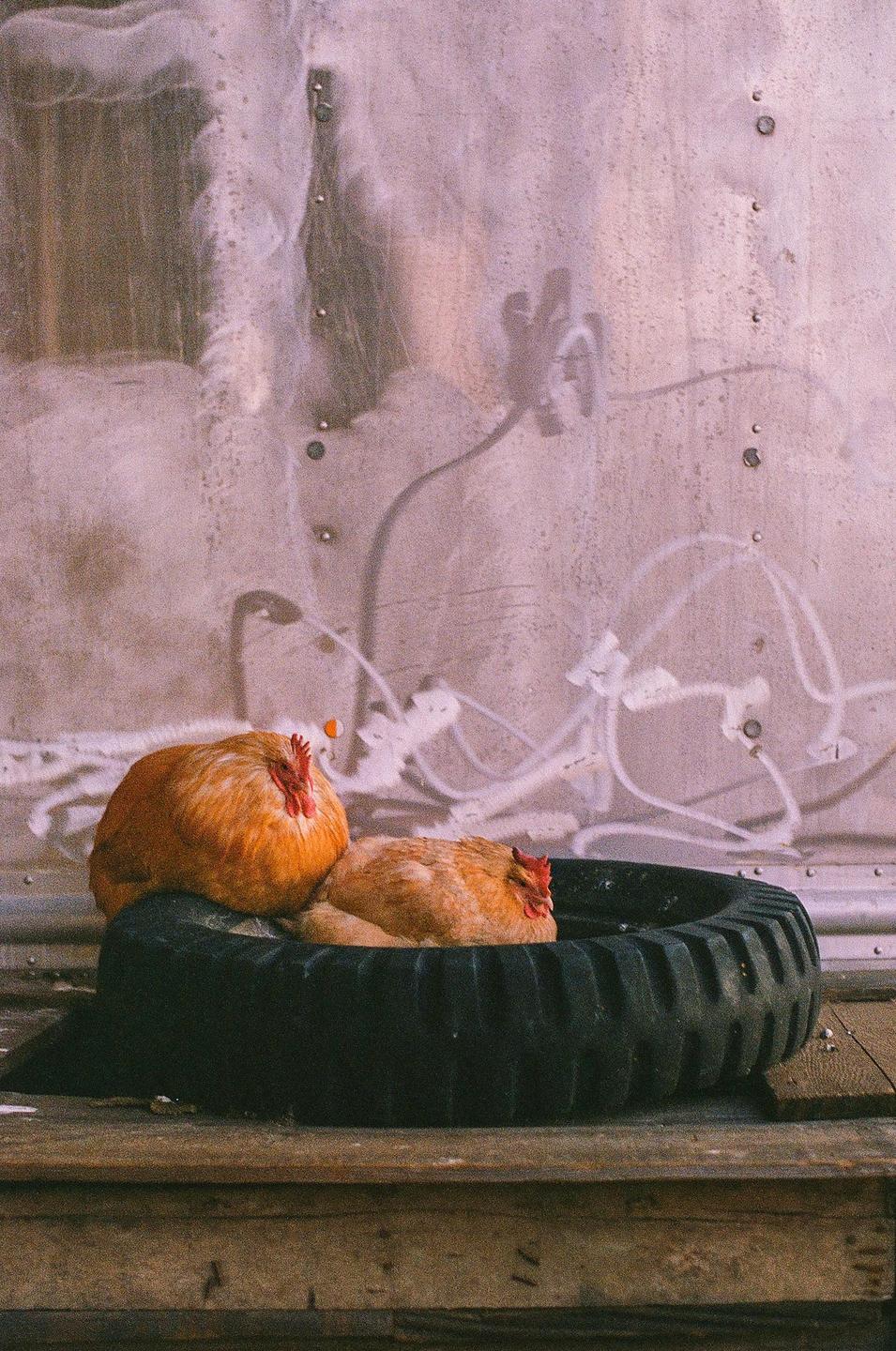 Two chickens rest in a tire on a wooden surface.