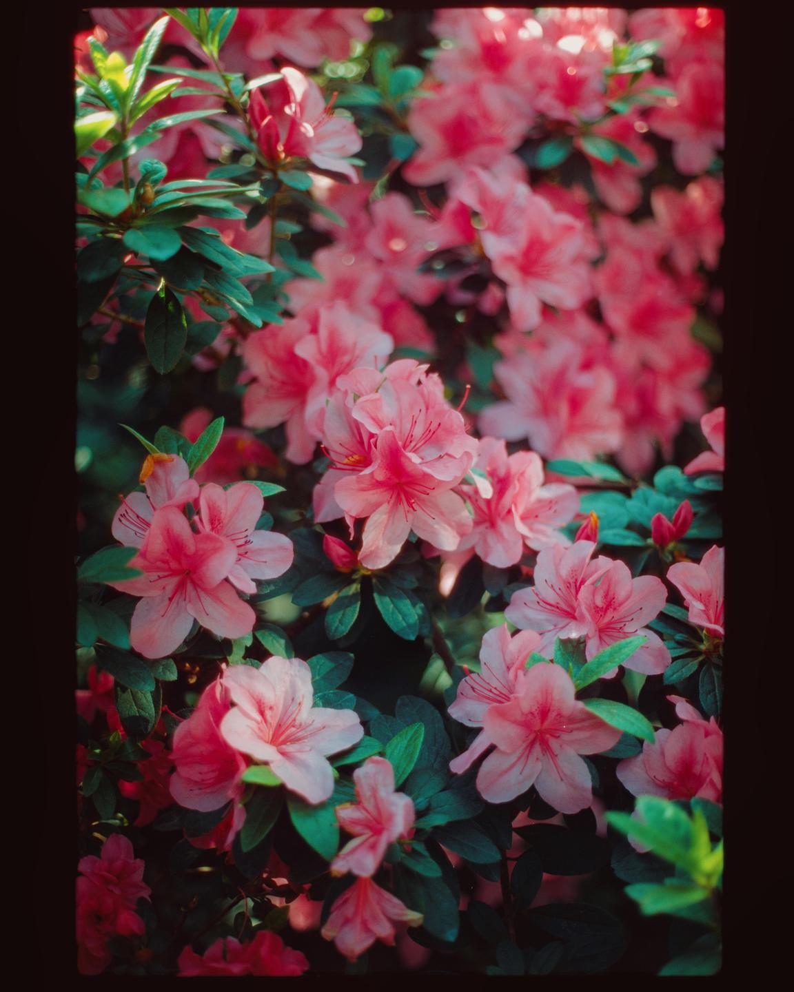 A close-up shot shows a bush with many pink flowers and green leaves.