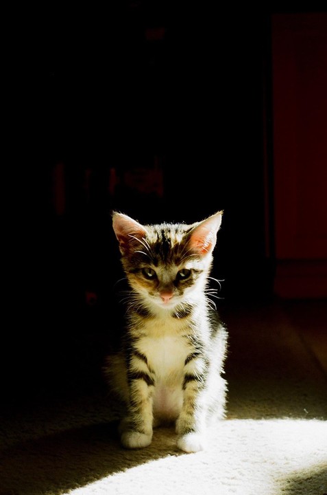 A small tabby kitten sits on a carpeted floor, illuminated by a shaft of light.