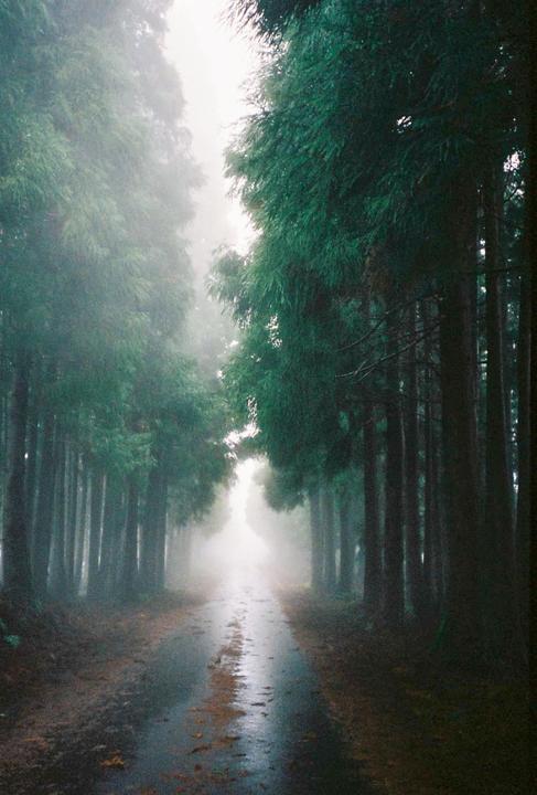 A narrow, wet road leads through a dense forest shrouded in fog.