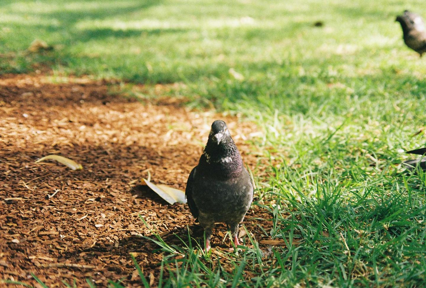A pigeon stands on a patch of dirt and grass, looking directly at the viewer.