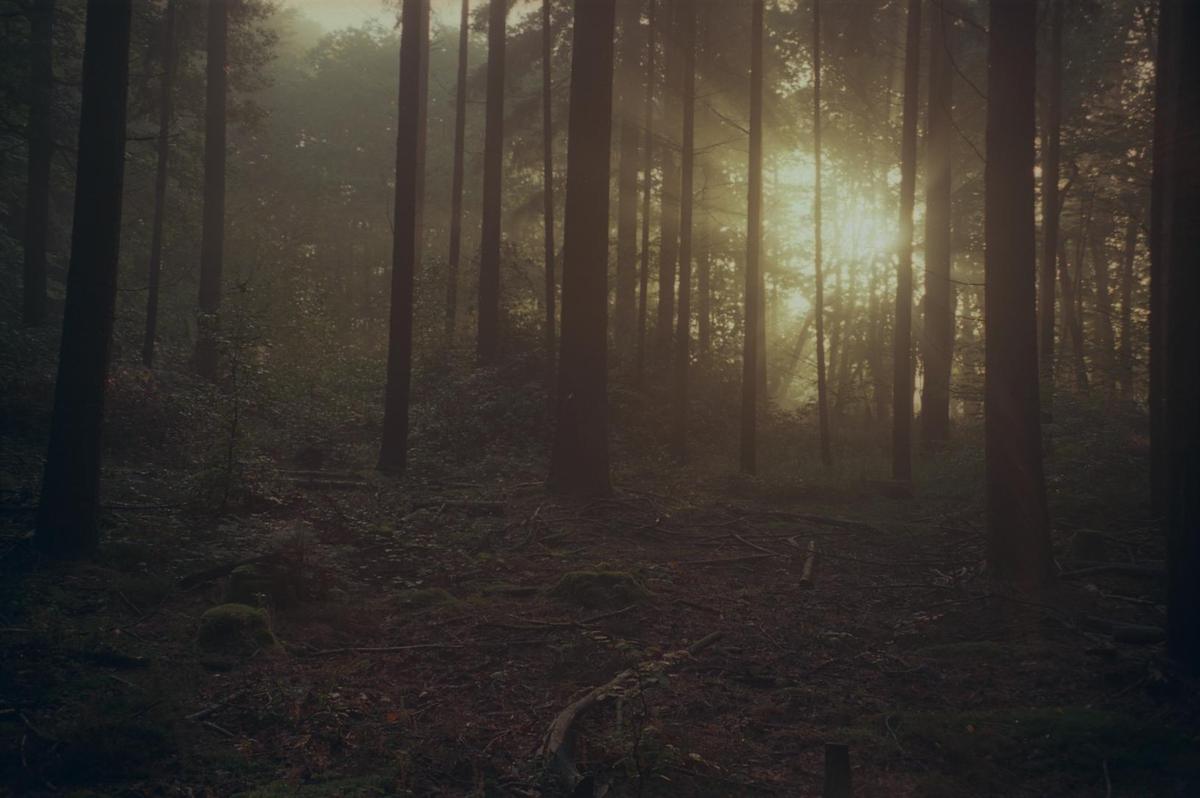 Sunlight streams through a hazy forest with tall trees and a dark undergrowth.