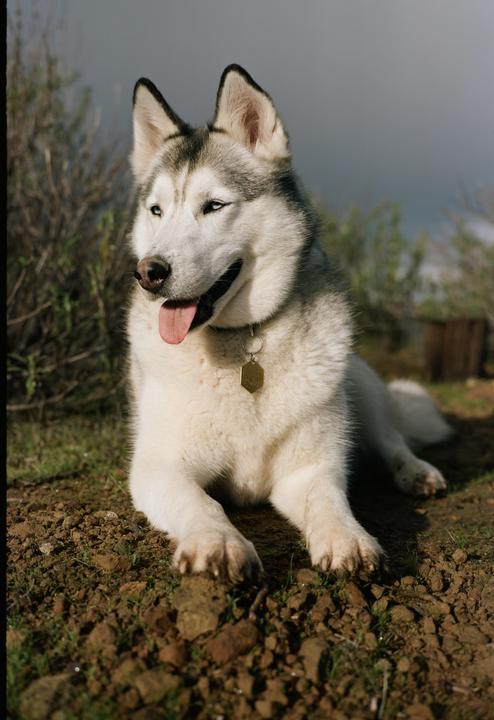 A husky with blue eyes and a collar with a tag is lying on the ground with its tongue out.