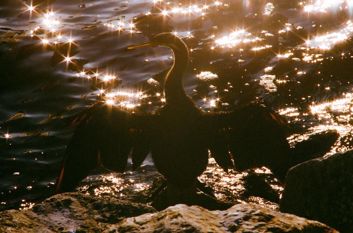 A darter bird with outstretched wings stands on rocks in sparkling water.