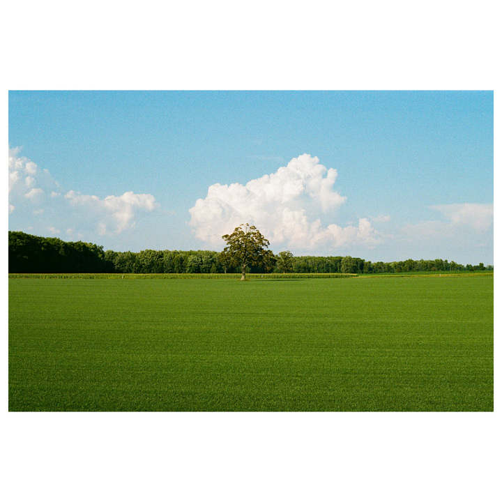 A single tree stands in a vast green field under a blue sky with white clouds.