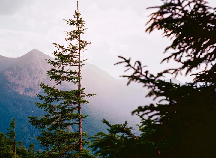 A tall, slender evergreen tree stands prominently against a backdrop of hazy mountains and a light sky.
