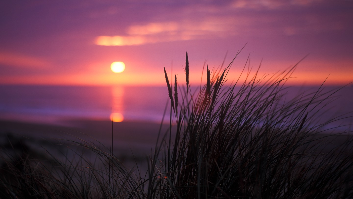 Tall grass is silhouetted against a vibrant pink and purple sunset over the ocean.