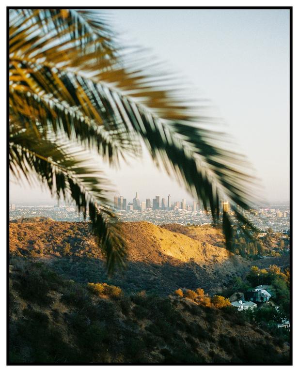 A palm frond hangs over a view of a city skyline in the distance, with hills and houses in the foreground.