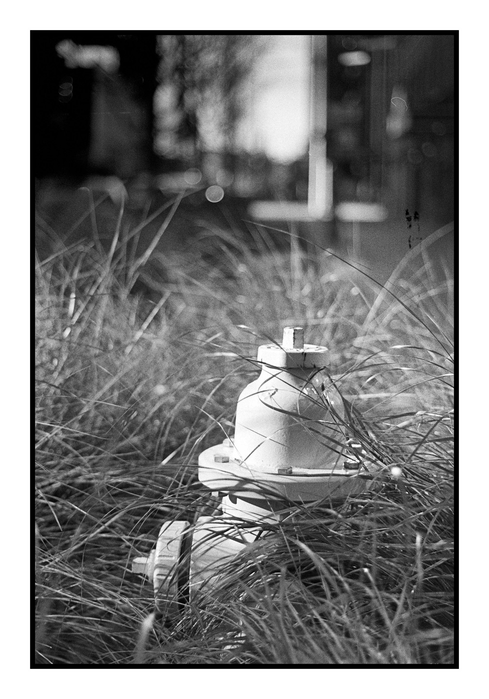 A fire hydrant is partially obscured by tall grass in a black and white photograph.