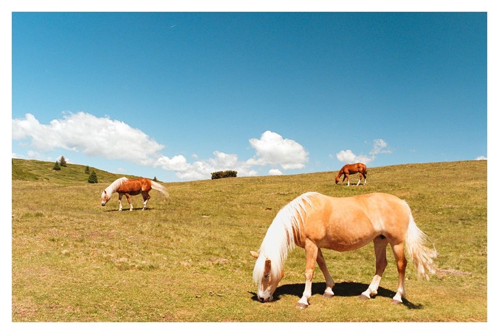 Three horses graze on a grassy hillside under a bright blue sky with scattered clouds.