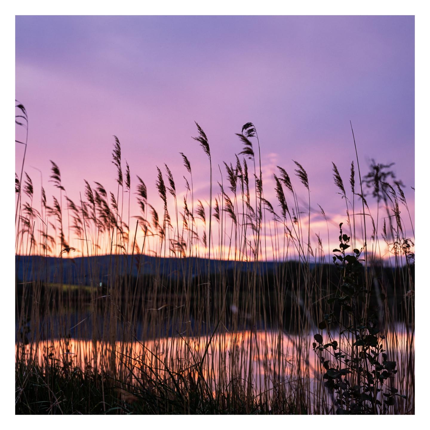 Tall reeds stand in front of a lake reflecting the vibrant colors of a sunset sky.