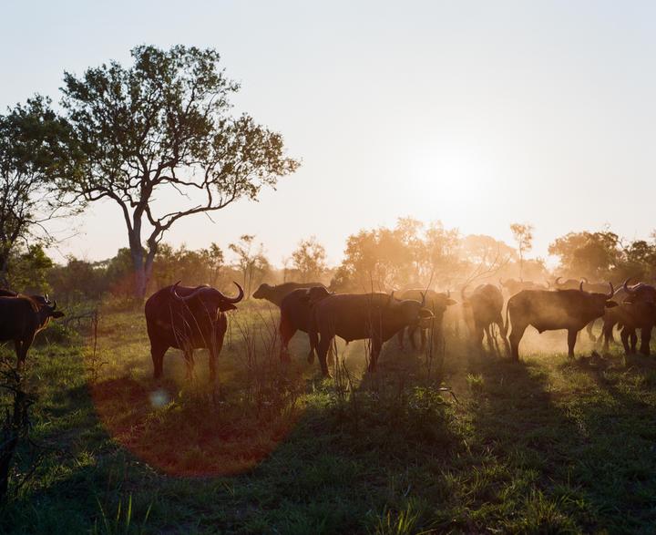 A herd of buffalo stands in a grassy field with a large tree on the left and the sun setting in the background.
