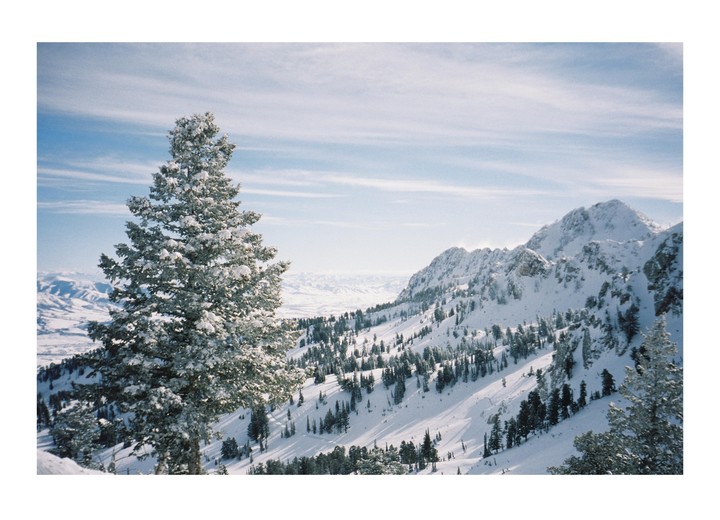 A snow-covered pine tree stands in the foreground of a vast mountain landscape with a valley in the distance.