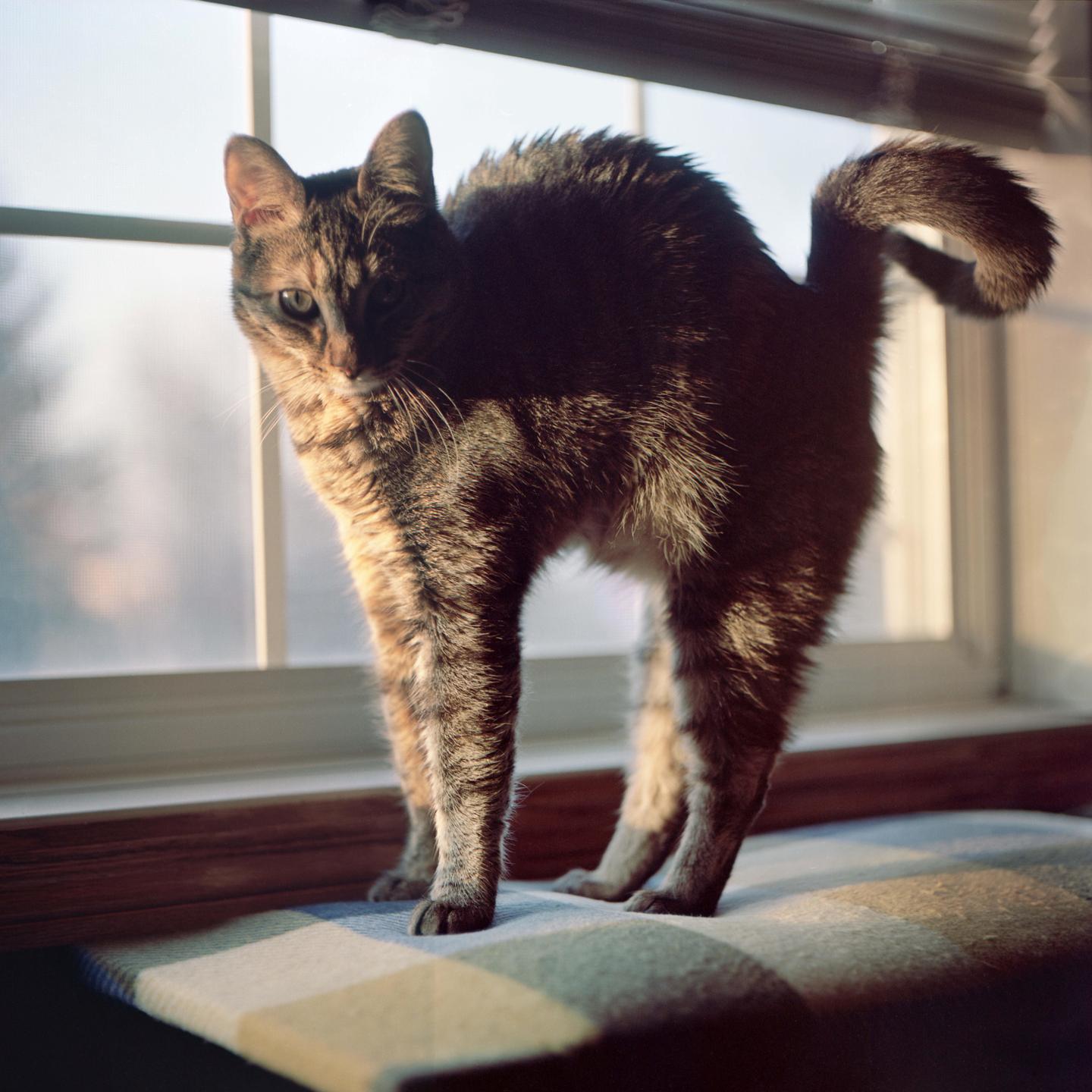 A tabby cat stretches on a blanket in front of a window.