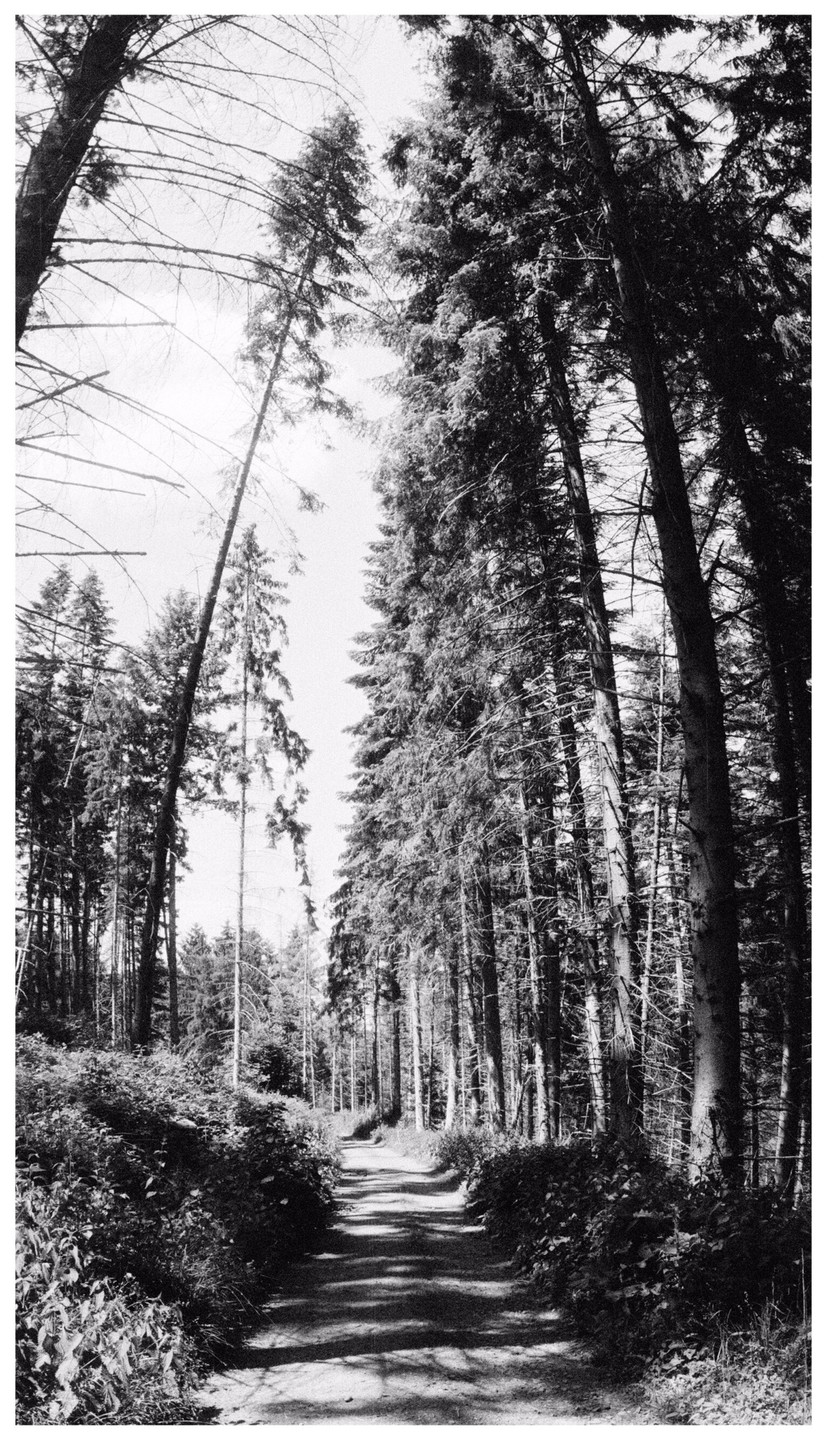 A narrow path leads through a dense forest of tall trees, with sunlight dappling the ground.