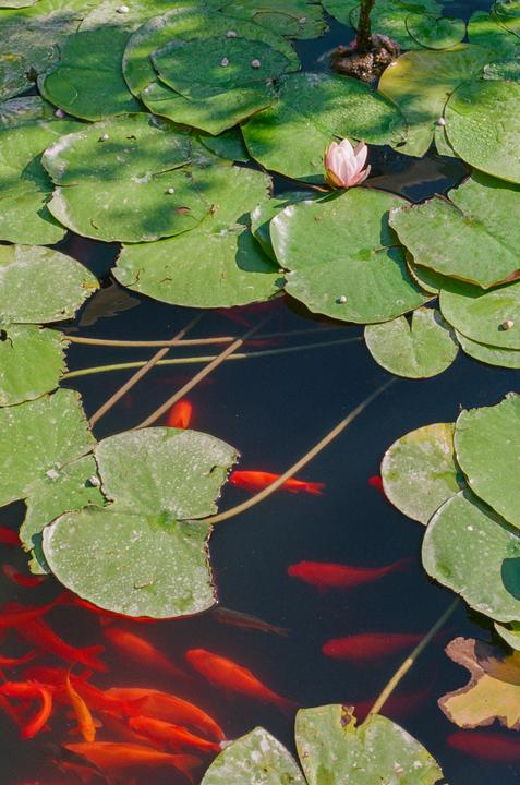 A pink lotus flower blooms among green lily pads and orange fish in a dark pond.