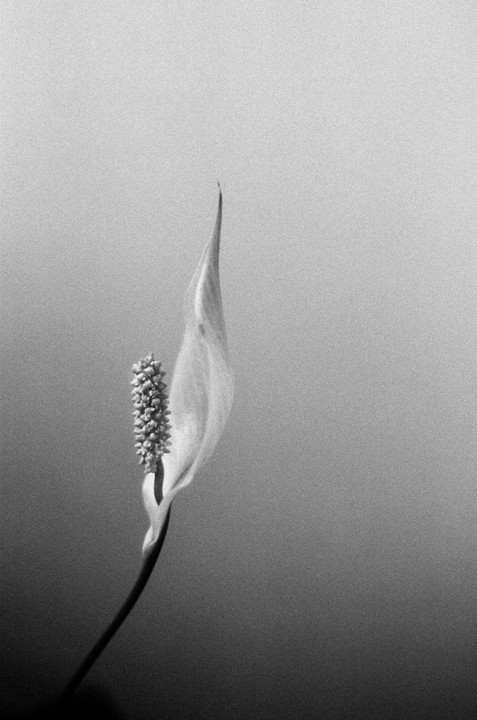 A peace lily with a prominent spadix is captured against a smooth, light background.