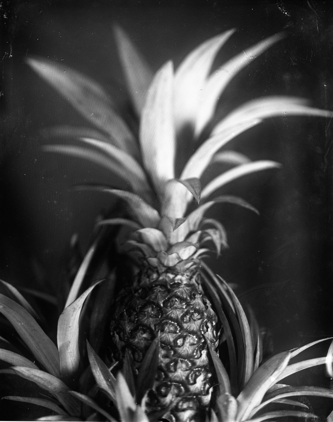 A pineapple stands upright with its spiky leaves fanning out.